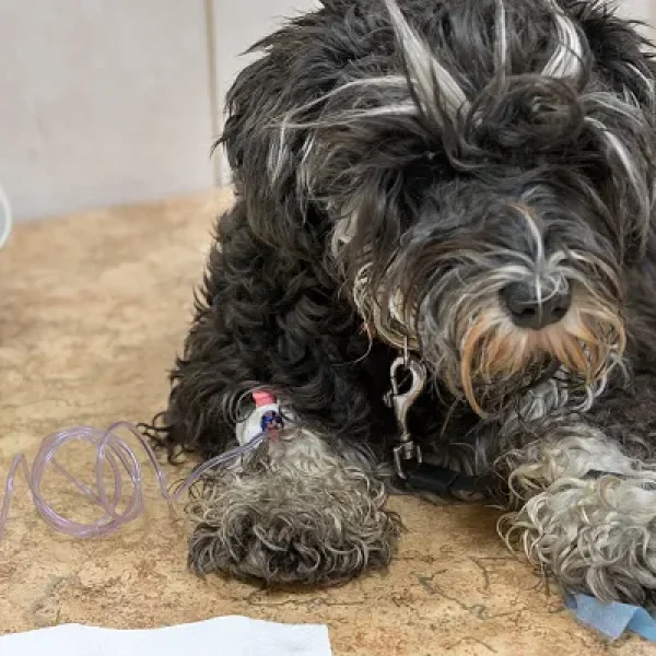 Blood Transfusion Reactions in Dogs