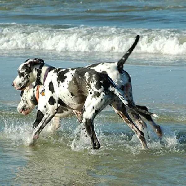 Bone Diseases of Growing Dogss