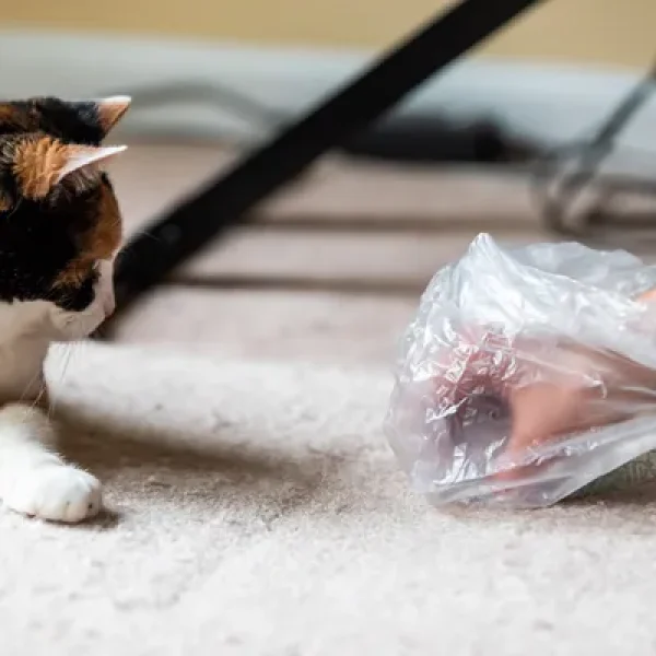 Bowel Incontinence in Cats