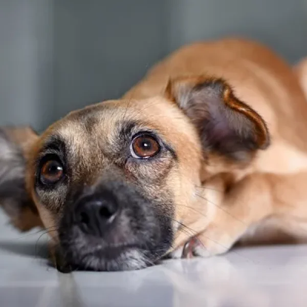 Bowel Incontinence in Dogs