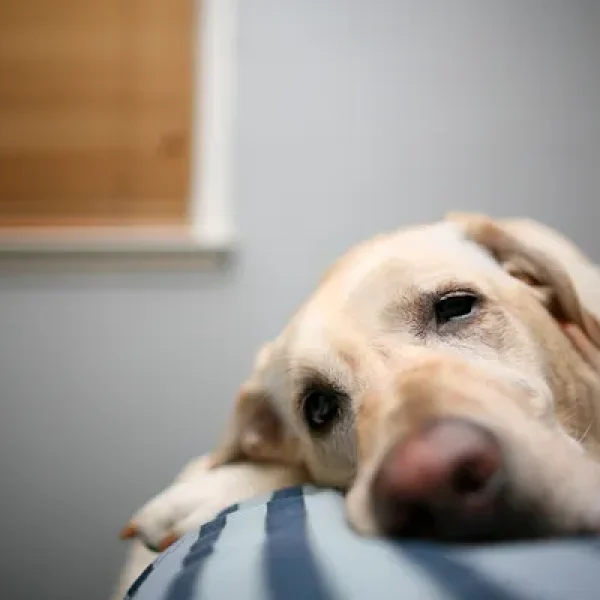 Brain Injury in Dogs