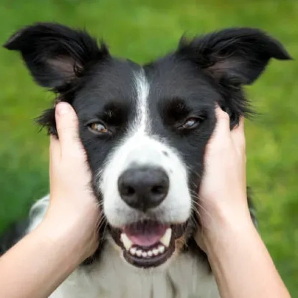 Brain Tumors in Dogs