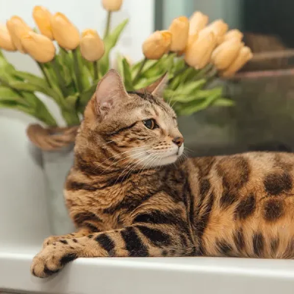 Breeding and Queening Cats