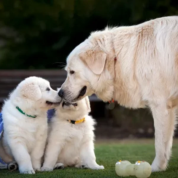 Breeding for Dog Owners - Caring for Mother and Puppies After Weaning