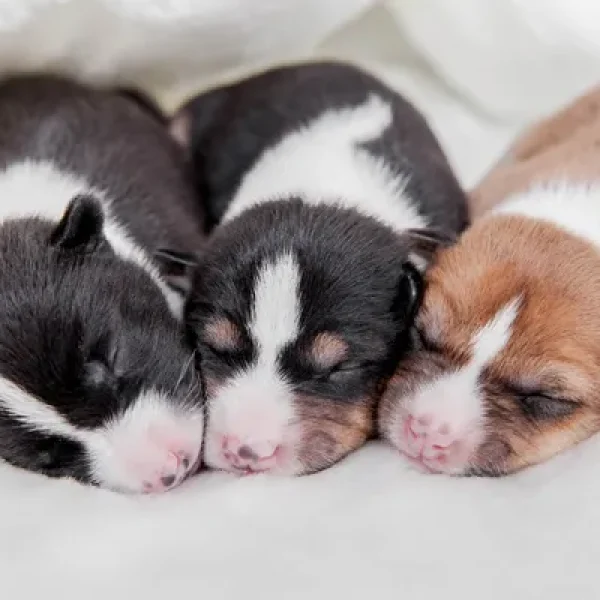 Breeding for Dog Owners Caring for Newborn Puppies