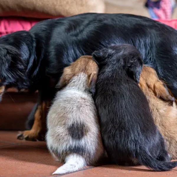 Breeding for Dog Owners - Caring from Birth to Weanings