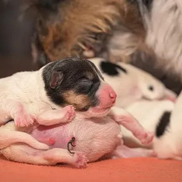 Breeding for Dog Owners - Problems at Birth