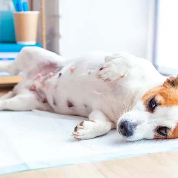 Breeding for Pet Owners - Pregnancy in Dogs