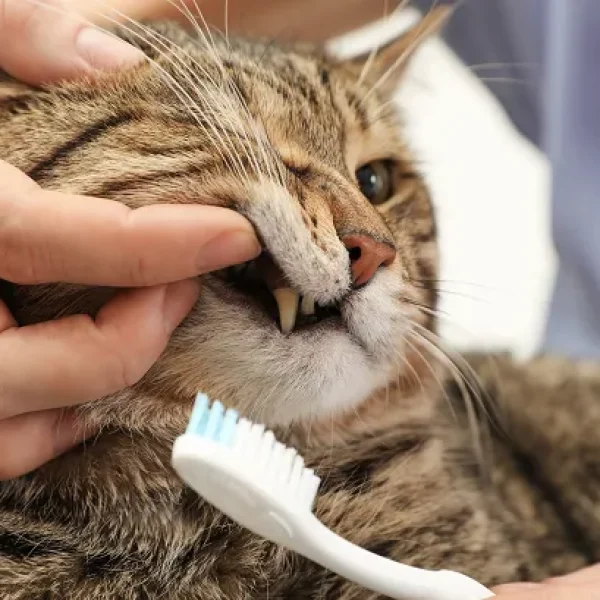 Brushing Your Cat's Teeth