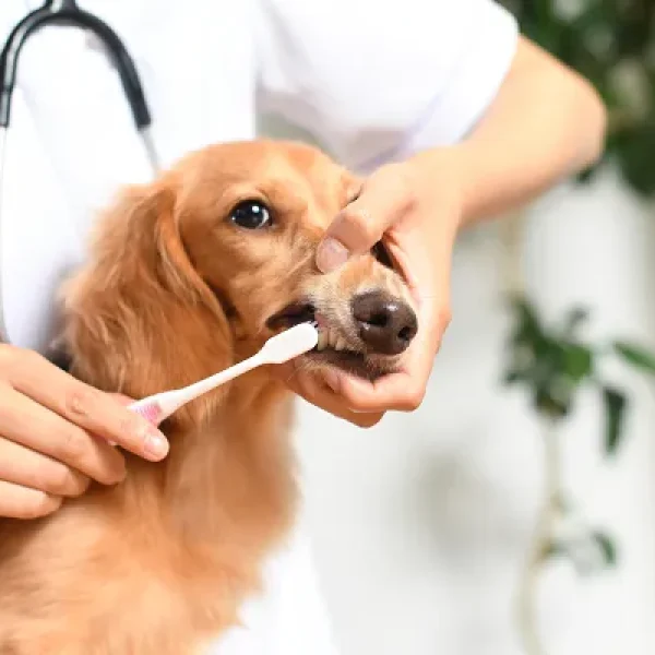 Brushing Your Dog's Teeth