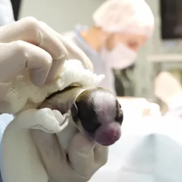 Caesarean Sections in Do Post-Operative Instructions