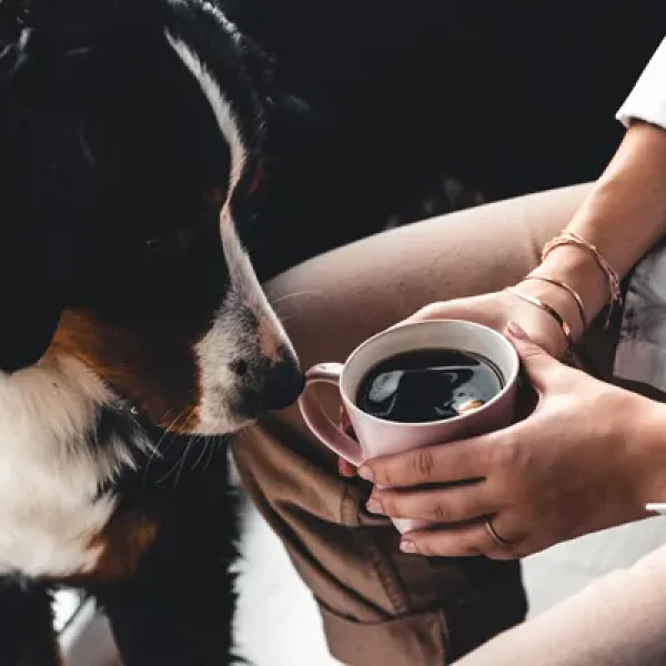 Caffeine Toxicity in Pets