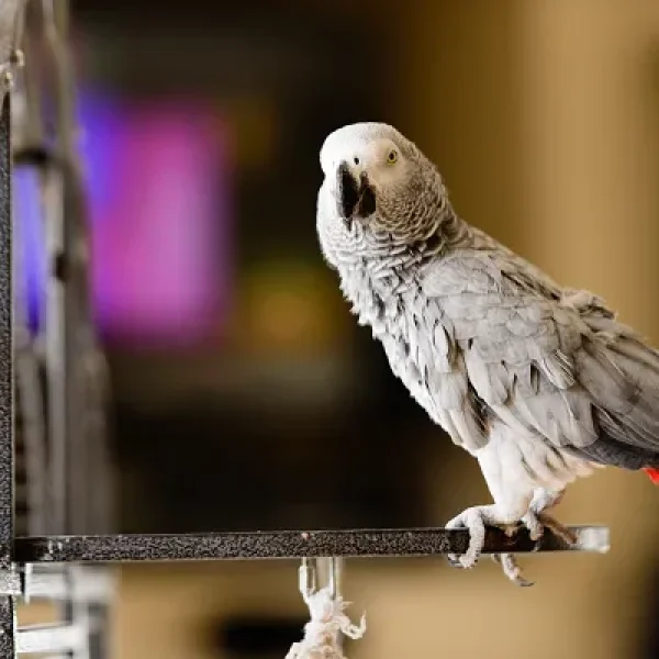 Cage Hygiene in Birds