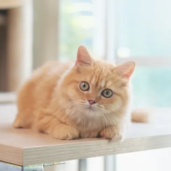 Calcium Oxalate Bladder Stones in Cats