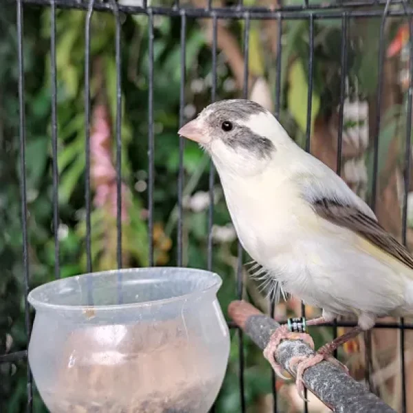 Canaries - Feeding