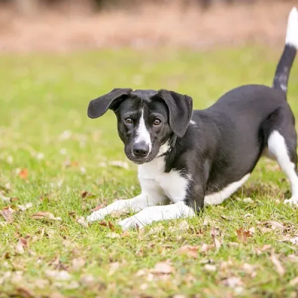 Canine Communication