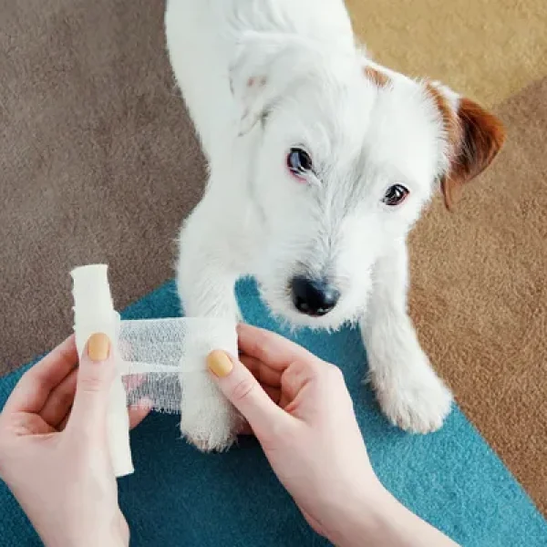 Carboxymethylcellulose Polymer + Propylene Glycol (Intrasite)