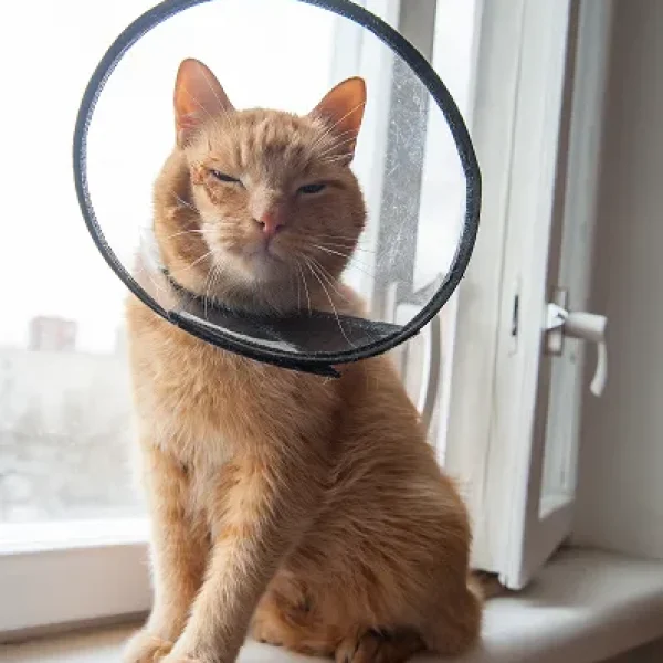 Care of Open Wounds in Cats