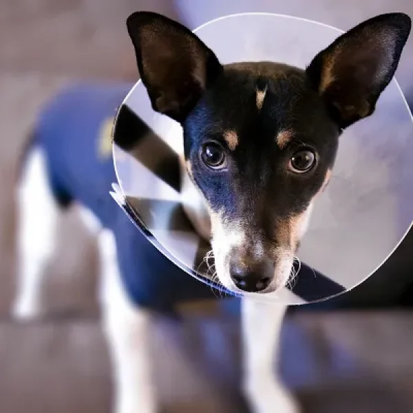 Care of Open Wounds in Dogs