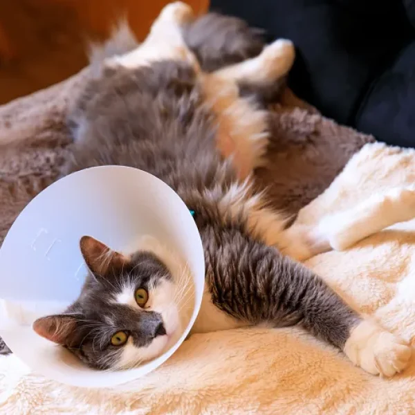 Care of Surgical Incisions in Cats