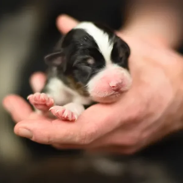 Caring for Orphaned Puppies