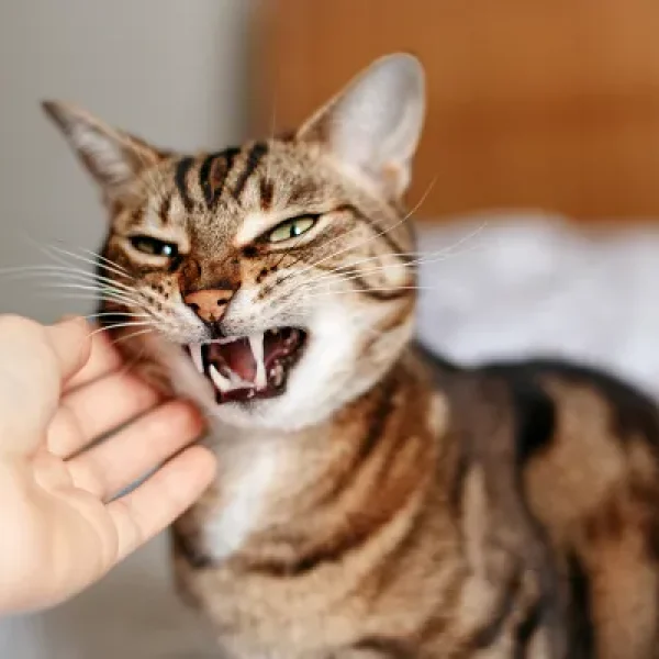 Cat Bite Injuries to Humans