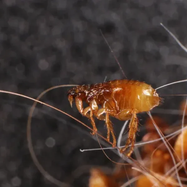 Cat Scratch Disease (CSD)