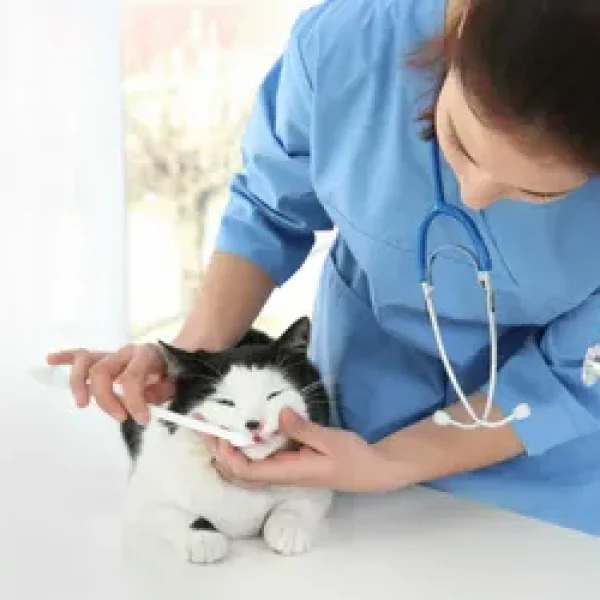 Cats, Nutrition, and Periodontal Disease