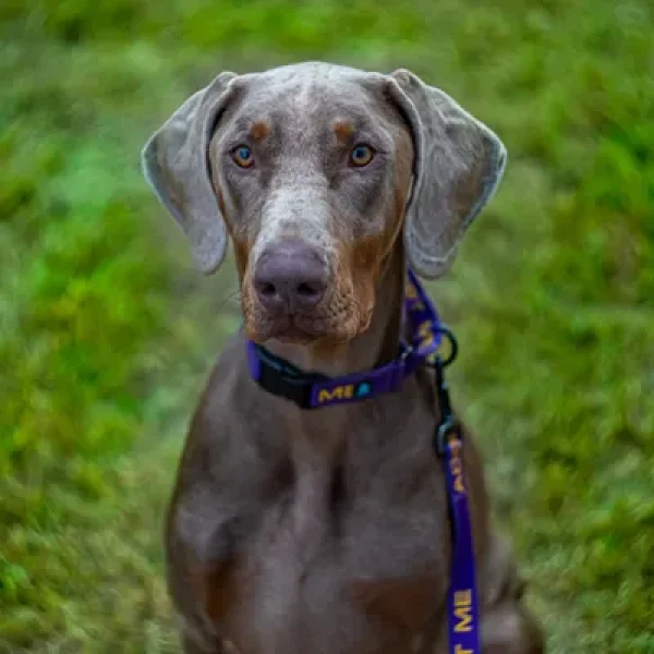 Cervical Vertebral Instability (Wobbler Syndrome) in Dogs5