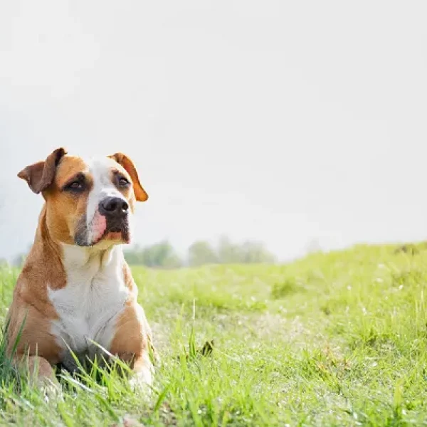 Chagas Disease in Dogs