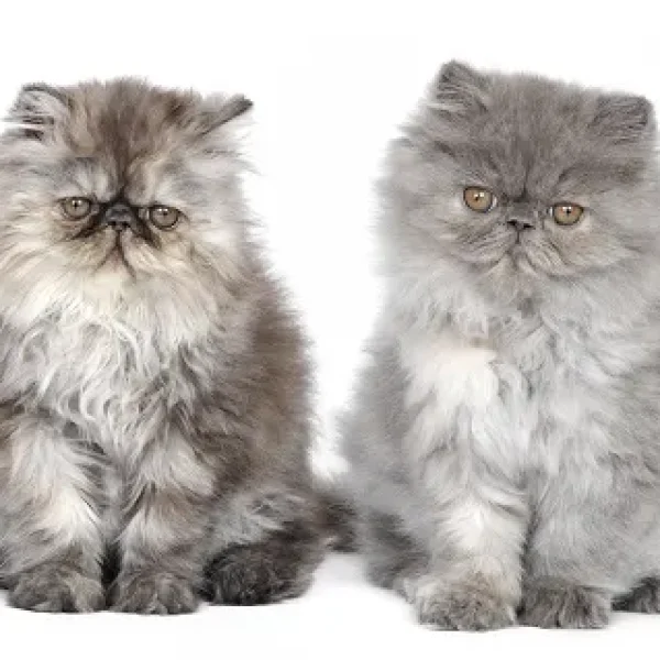 Chediak-Higashi Syndrome in Cats