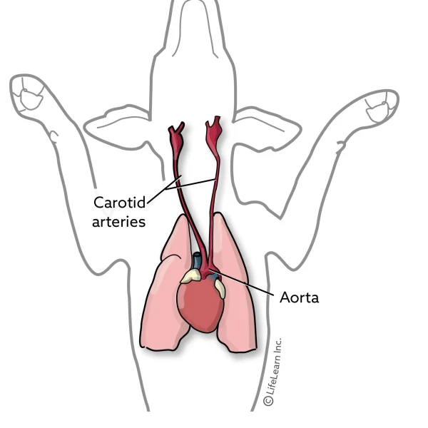Chemodectomas (Aortic and Carotid Artery Neuroendocrine Tumors)