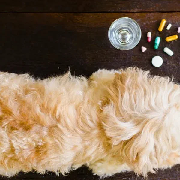 Chemotherapy Drug Poisoning in Dogs and Cats