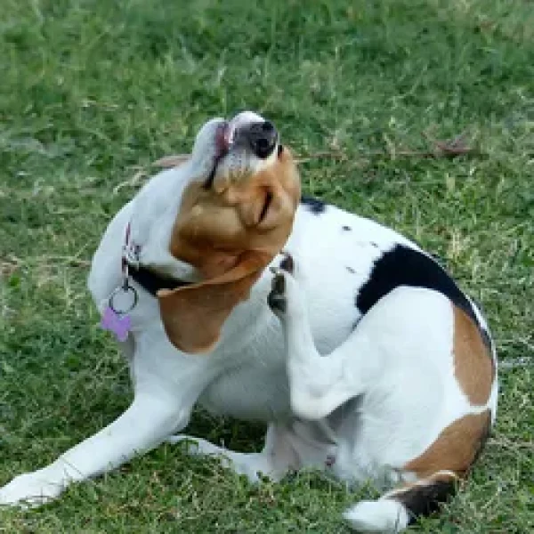 Cheyletiellosis in Dogs