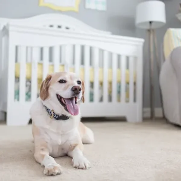 Children and Pets Infants and Dogs