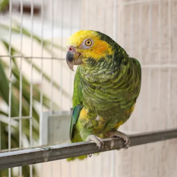 Chlamydiosis in Birds