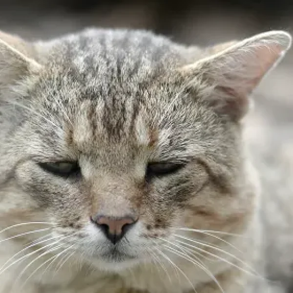 Cholangitis uCholangiohepatitis Syndrome in Cats