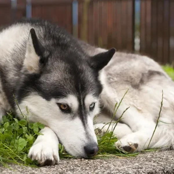 Cholecalciferol (Vitamin D3) Rodenticide Poisoning