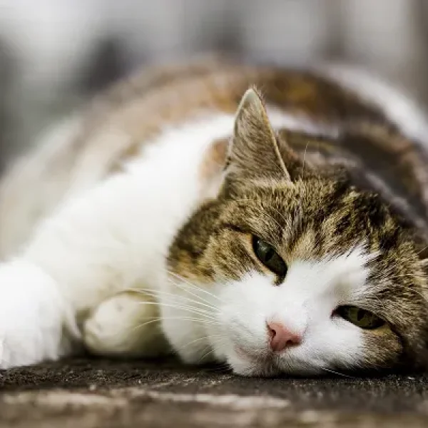 Chondrosarcoma in Cats