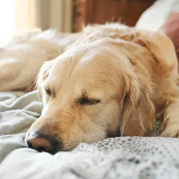 Chondrosarcoma in Dogs