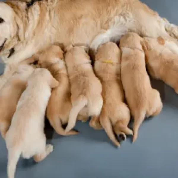 Choosing the Right Puppy from a Litter