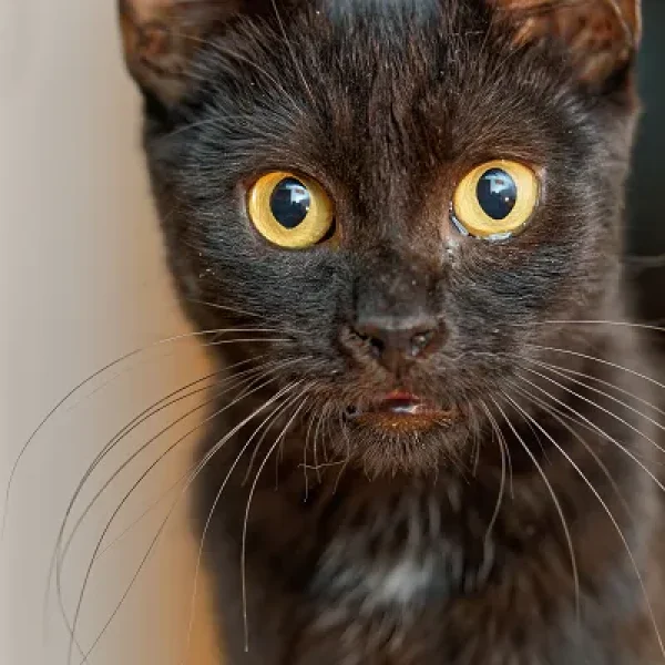 Chronic Upper Respiratory Tract Disease