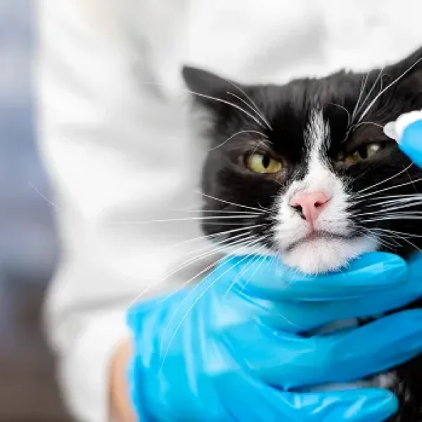 Cidofovir Ophthalmic