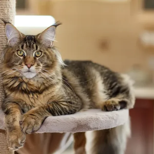 Coat and Skin Appearance in the Healthy Cat