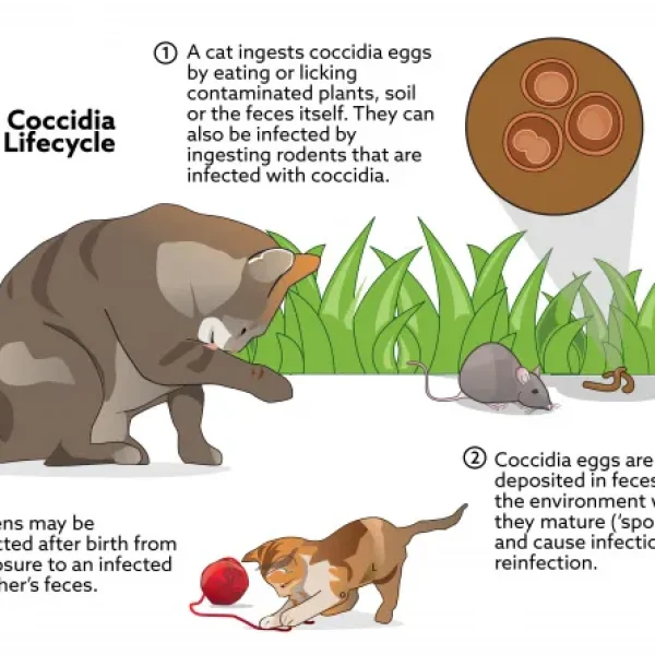 Coccidiosis in Cats
