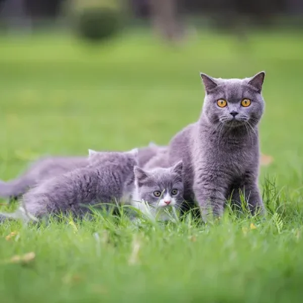 Coccidiosis in Catsx