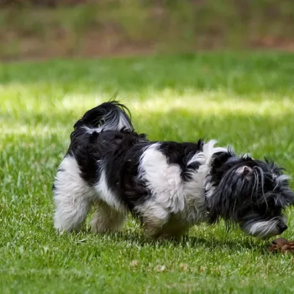 Coccidiosis in Dogsa