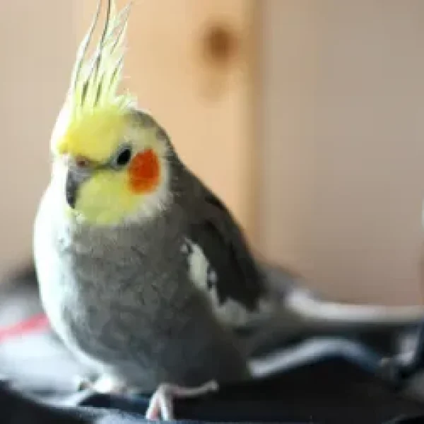 Cockatiels - General Information