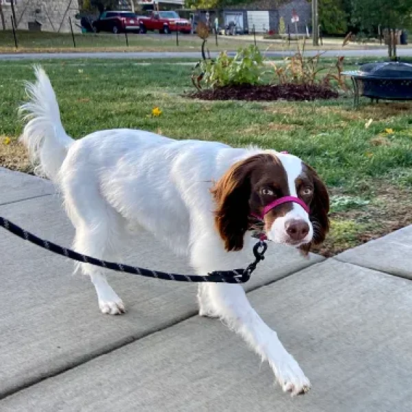 Collar and Harness Options for Dogs