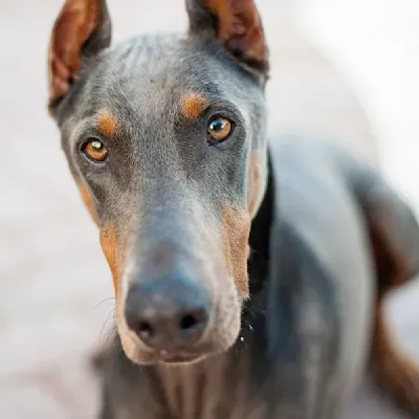 Color Dilution Alopecia in Dogs